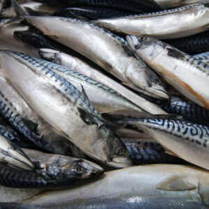 Frozen Mackerel Fish