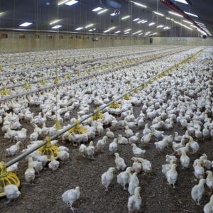 Broiler Chickens Farming