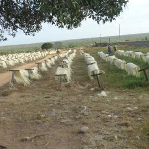 SISAL FIBER ( UG and SSUG GRADES)