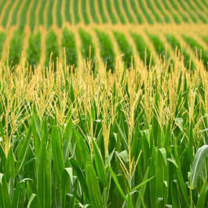 White/Yellow/Red CORN (MAIZE)