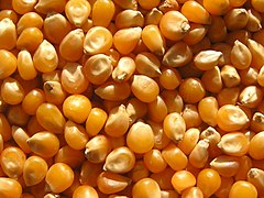 Maize/Corn
