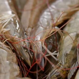Frozen Shrimp
