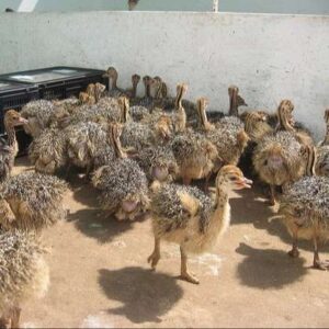 Ostrich Chicks