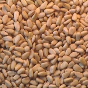 Pine Nuts