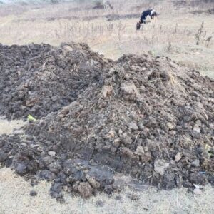 Cow Dung