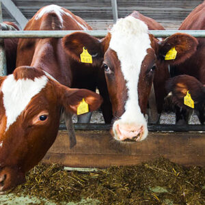 Live Cows
